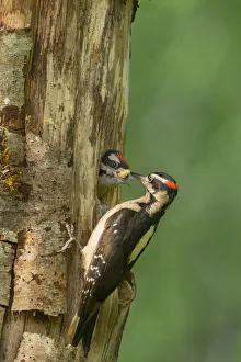 Images Dated 6th June 2017: USA, Washington State. Male Hairy Woodpecker (Picoides villosus) feeding chick
