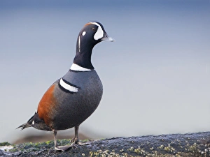 Images Dated 31st December 2010: USA, Washington State. Male Harliquin Duck (Histrionicus histrionicus) roosts on an oceanside