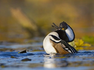 Images Dated 10th November 2010: USA, Washington State. Male Hooded Merganser (Lophodytes cucullatus) displaying