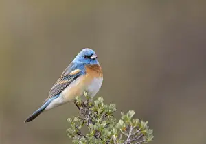 Images Dated 13th May 2014: USA, Washington State. Male Lazuli Bunting (Passerina amoena) on a perch at Umtanum