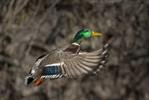 Images Dated 23rd July 2020: USA, Washington State. Male Mallard (Anas platyrhynchos