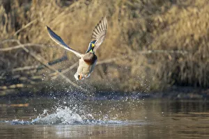 Images Dated 31st March 2020: USA, Washington State. Male Mallard (Anas platyrhynchos
