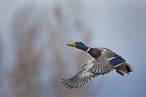 USA. Washington State. Male Mallard (Anas platyrhynchos) in flight