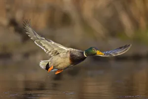 Images Dated 10th December 2017: USA, Washington State. Male Mallard (Anas platyrhynchos) flying over a pond on Union Bay in Seattle