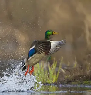 USA, Washington State. Male Mallard duck takes flight off Lake Washington on Union Bay. Seattle