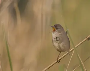 Images Dated 2nd May 2015: USA, Washington State. Male Marsh Wren(Cistothorus palustris) sings from a grass
