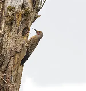 Images Dated 15th June 2012: USA, Washington State. Male Northern Flicker (Colaptes auratus) at nest