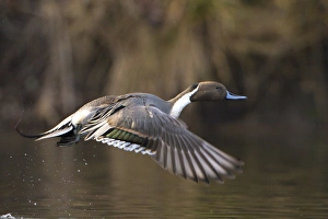 USA, Washington State. Male Northern Pintail (Anas acuta) takes flight from a pond
