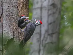 Images Dated 31st May 2015: USA, Washington State. Male Pileated Woodpecker (Dryocopus pileatus) at nest in snag