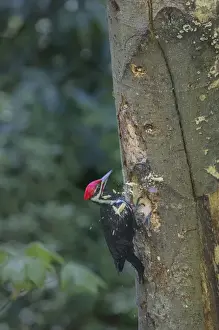 Images Dated 18th April 2015: USA, Washington State. Male Pileated Woodpecker (Dryocopus pileatus) at work holing