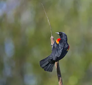 USA, Washington State. Male Red-winged Blackbird (Agelaius phoeniceus) displaying