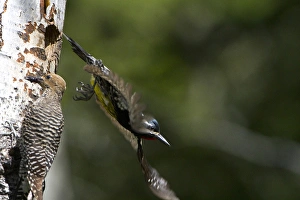 USA, Washington State. A male Williamsons Sapsucker (Sphyrapicus thyroideus)