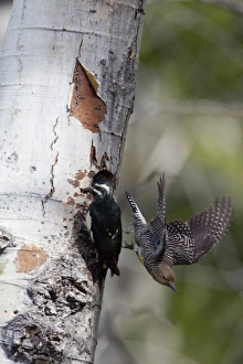 Images Dated 22nd June 2011: USA, Washington State. A male Williamsons Sapsucker (Sphyrapicus thyroideus)