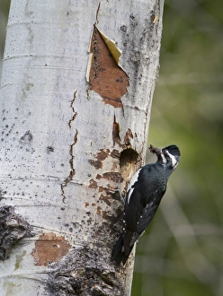 USA, Washington State. A male Williamsons Sapsucker (Sphyrapicus thyroideus) at its nesthole