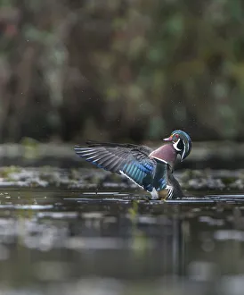 Images Dated 8th November 2017: USA, Washington State. Male Wood Duck (Aix sponsa) flaps its wings on Union Bay in Seattle