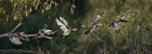 Images Dated 31st March 2020: USA, Washington State. A male Wood Duck (Aix sponsa) flight sequence. Seattle