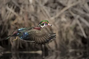Images Dated 3rd January 2018: USA, Washington State. Male Wood Duck (Aix sponsa) flying from Union Bay in Seattle