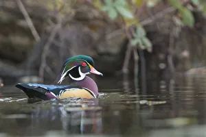 Images Dated 8th November 2017: USA, Washington State. Male Wood Duck (Aix sponsa) on a pond in Seattle