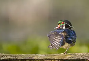 Images Dated 31st May 2014: USA, Washington State. Male Wood Duck (Aix sponsa) stretches while perched on a log