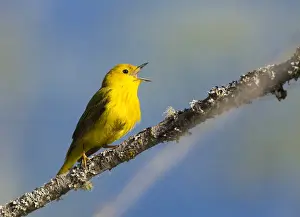 Images Dated 6th June 2014: USA, Washington State. Male Yellow Warbler (Setophaga petechia) sings from a perch