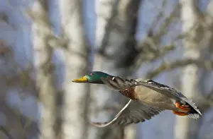 USA, Washington State. Mallard (Anas platyrhynchos) drake in flight
