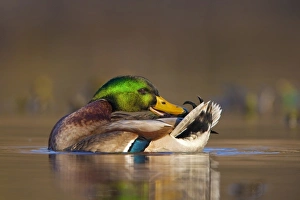 Images Dated 20th January 2009: USA, Washington State, Mallard, male, preening