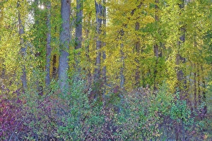 Images Dated 16th September 2024: USA, Washington State. Methow Valley fall colored cottonwood trees and native dogwood