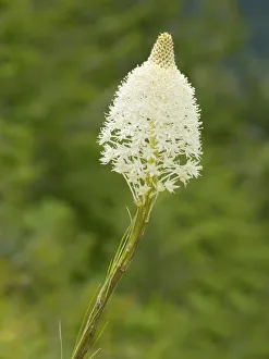 Images Dated 26th July 2019: USA, Washington State. Mount Baker Snoqualmie National Forest, Beargrass