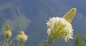 USA, Washington State. Mount Baker Snoqualmie National Forest, Beargrass