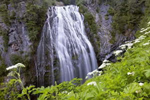 Images Dated 13th February 2019: USA, Washington State. Mount Rainier National Park, Narada Falls