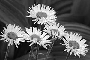 USA, Washington State. Mount Rainier National Park, aster fleabane or mountain daisy