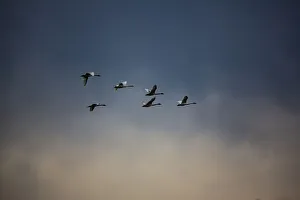 Images Dated 28th May 2019: USA, Washington State, Mount Vernon. Canadian snow geese