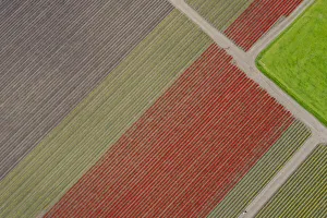 Strip Prints: USA, Washington State, Mount Vernon, rows of color at tulip farm