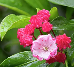 Shrub Prints: USA, Washington State. Mountain Laurel