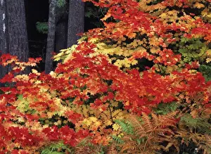 Redleaf Prints: USA, Washington State, Mt. Baker Snoqualmie National Forest, Snoqualmie Pass, View
