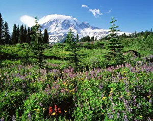 Subalpine Prints: USA, Washington State, Mt. Rainer National Park, Subalpine meadow with Mt