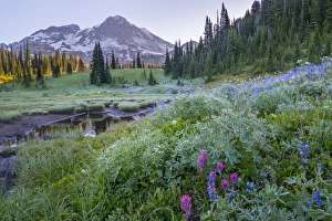 Subalpine Prints: USA. Washington State. Mt. Rainier looms above tarn and wildflowers at Indian Henry s