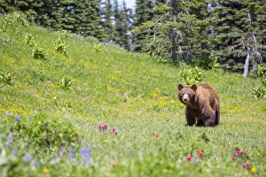 USA, Washington State, Mt. Rainier National Park