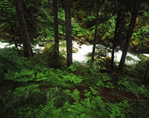Images Dated 11th February 2013: USA, Washington State, Mt Rainier National Park, Nickel creek cascading through forest