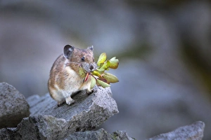 USA, Washington State, Mt. Rainier NP. Hardworking Pika (Ochotona princeps), bringing
