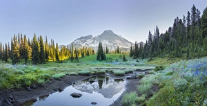 Images Dated 11th August 2016: USA. Washington State. Mt. Rainier reflected in tarn amid wildflowers at Indian Henry s