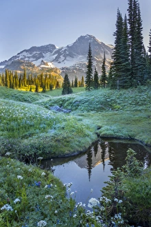 Gary Luhm Prints: USA. Washington State. Mt. Rainier reflected in tarn amid wildflowers at Indian Henry s