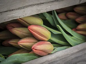 Harvest Prints: Usa, Washington State, Mt. Vernon. Cut red tulips in wood crate at Skagit Valley Tulip