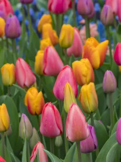 Images Dated 6th April 2020: USA, Washington State, Mt. Vernon. Tulips in display garden at Skagit Valley Tulip