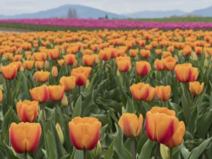 Images Dated 6th April 2020: USA, Washington State, Mt. Vernon. Orange and pink tulip fields at Skagit Valley Tulip