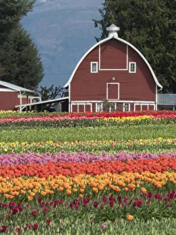 Skagit Prints: USA, Washington State, Mt. Vernon. Barn and fields with rows of tulips