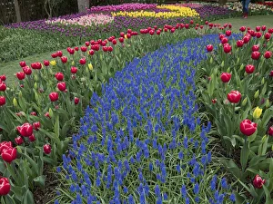 USA, Washington State, Mt. Vernon. River of blue Muscari