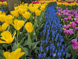 USA, Washington State, Mt. Vernon. River of blue Muscari