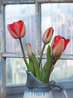 Images Dated 1st September 2022: Usa, Washington State, Mt. Vernon. Tulips in vase by window