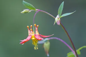 USA, Washington State. Native Red Columbine (Aquilegia formosa) flower in backyard garden, Kirkland